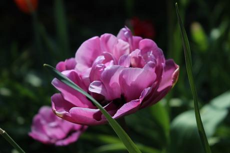 Six on Saturday 20th April – Tulips