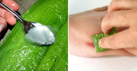 Different Ways to Use Aloe Vera Gel for Face, Body & Hair Ways to Use Aloe Vera Gel
