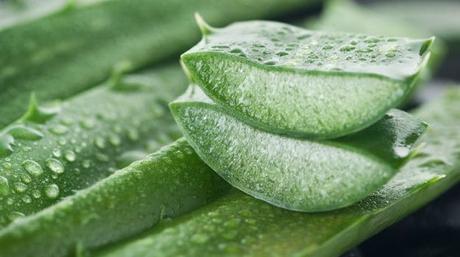 Different Ways to Use Aloe Vera Gel for Face, Body & Hair Ways to Use Aloe Vera Gel