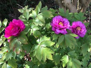 Irritating Plant of the Month - a tale of two tree peonies