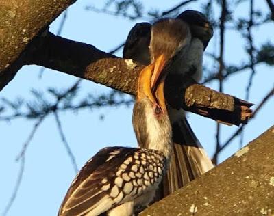 BIRDS OF ZIMBABWE, Part 1:  Guest Post by Karen Minkowski