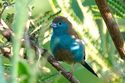 BIRDS OF ZIMBABWE, Part 1:  Guest Post by Karen Minkowski