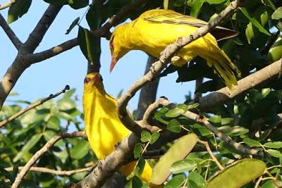 BIRDS OF ZIMBABWE, Part 1:  Guest Post by Karen Minkowski