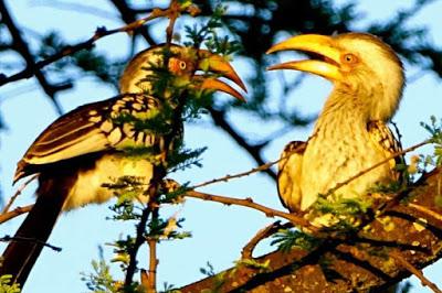 BIRDS OF ZIMBABWE, Part 1:  Guest Post by Karen Minkowski