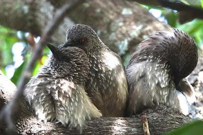 BIRDS OF ZIMBABWE, Part 1:  Guest Post by Karen Minkowski