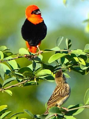 BIRDS OF ZIMBABWE, Part 1:  Guest Post by Karen Minkowski