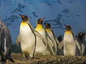 April 25th Featuring Penguin Freebies!