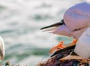 April 26th Featuring Bird Freebies!