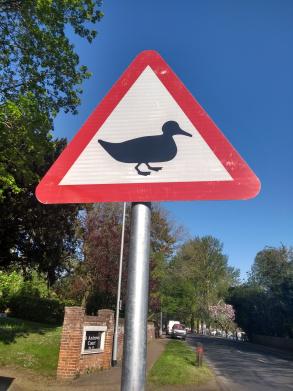 Beware Crossing Ducks