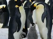 Findings Reveal Climate Change Even Disappearance Second Largest Colony Emperor Penguins