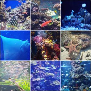 Touring SG: S.E.A Aquarium