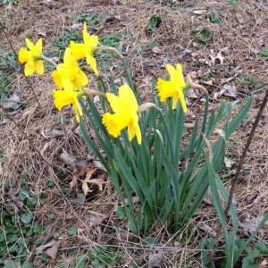 Suddenly Spring Suddenly Spring