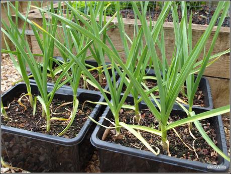 Garlic progress report