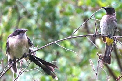 BIRDS OF ZIMBABWE, Part 2:  Guest Post by Karen Minkowski