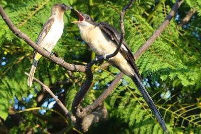 BIRDS OF ZIMBABWE, Part 2:  Guest Post by Karen Minkowski