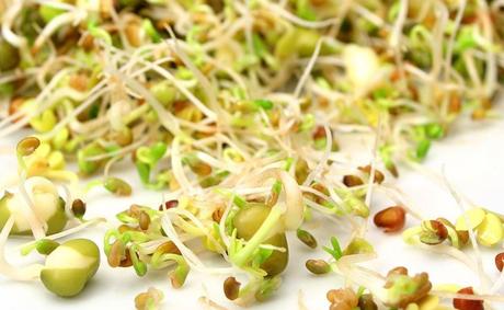 Nutritional Benefits of Clover Sprouts