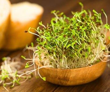 Nutritional Benefits of Clover Sprouts