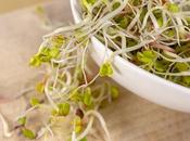 Nutritional Benefits Clover Sprouts