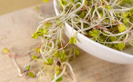 Nutritional Benefits of Clover Sprouts