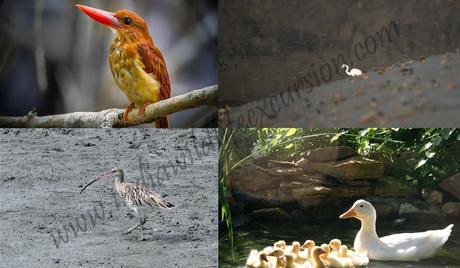 birding tour in sundarbans national park-min