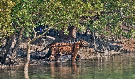 sundarbans National Parks-min