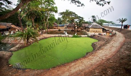 local village sightseeing in sundarbans national parks-min