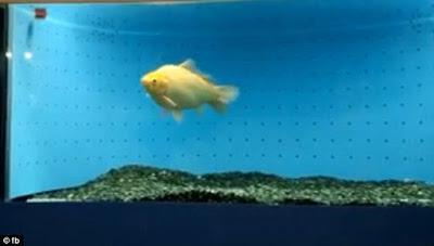 Gold fish thrown into fish tank as prey survives against odds !!