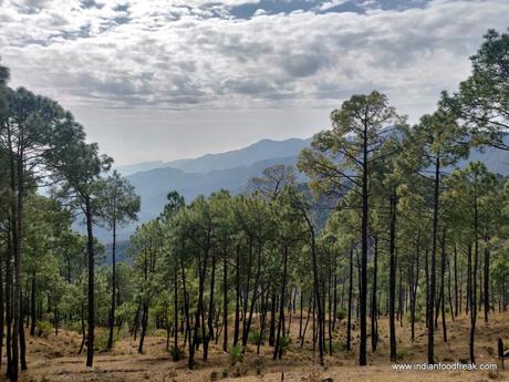 Fortune Select Forest Hills, Solan (Near Kasauli): Complete Sukoon!