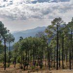 Fortune Select Forest Hills, Solan (Near Kasauli): Complete Sukoon!