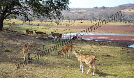 Ranthambore Flora and fauna-min