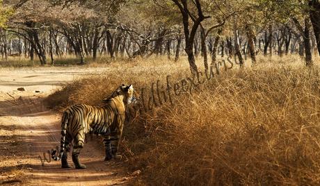 Ranthambore National Parks-min