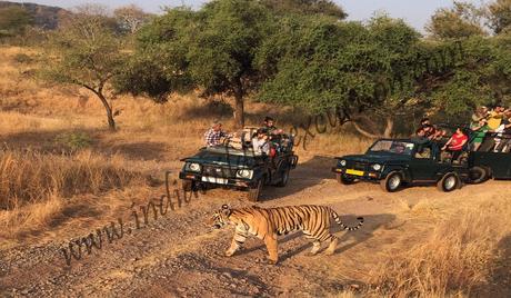 jungle safari in ranthambore-min