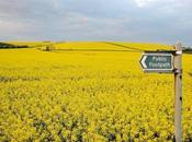 iPolitics Conservatives Force House Debate Over Canola ‘crisis’