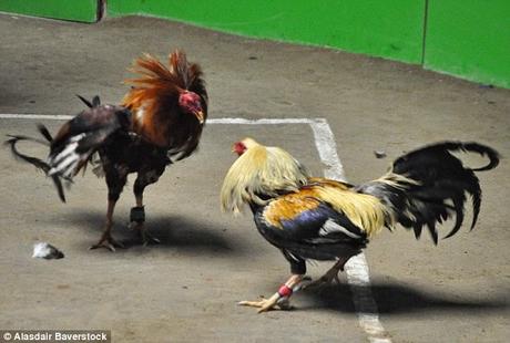 Cocks fight with razor blades attached to legs ~ not only here - in Mexico !