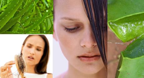 Aloe Vera for Hair Loss