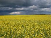 Confirmation Peas, Soybeans Being Held Feds Rollout Canola