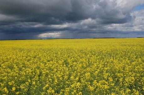 No confirmation of peas, soybeans being held up as feds rollout canola aid