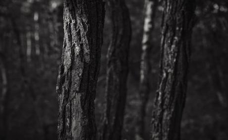 Daily haiku and writing prompt (May 1, 2019)