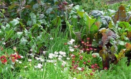 Easy Guide to Decorate an Eco-friendly Garden