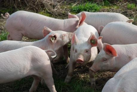 China pulls export permits from two Canadian pork exporters