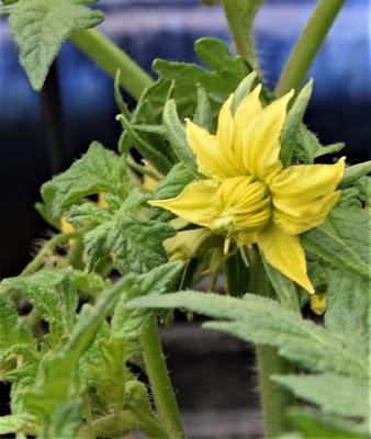 Porch Gardening and Tomato Tutures