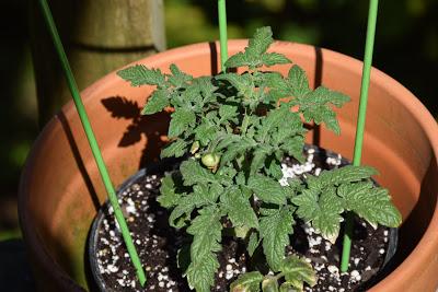 Porch Gardening and Tomato Tutures