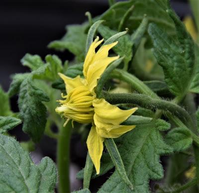 Porch Gardening and Tomato Tutures