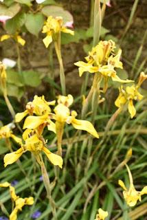 A morning at Borde Hill Garden