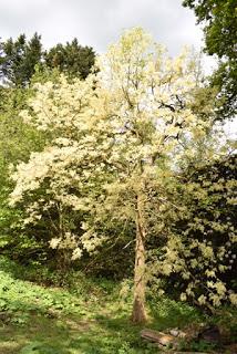 A morning at Borde Hill Garden