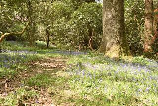 A morning at Borde Hill Garden