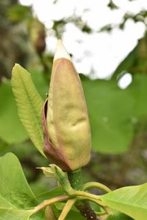 A morning at Borde Hill Garden