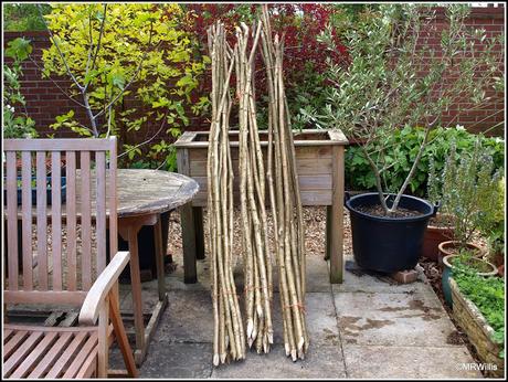 Hazel beanpoles