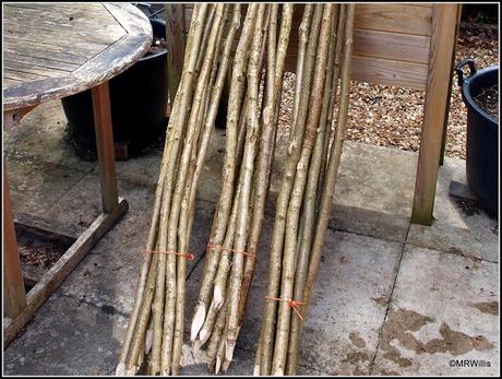 Hazel beanpoles