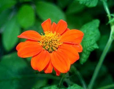 Smoky Mountains Spring Wildflower Viewing